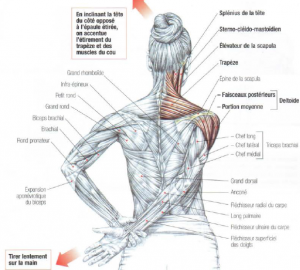 deltoid trapezius neck stretching