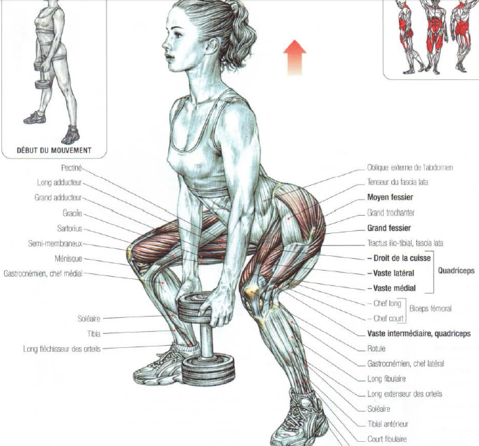 Sumo Squat: How-To, Benefits, and Muscles Worked