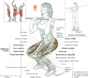 front squat