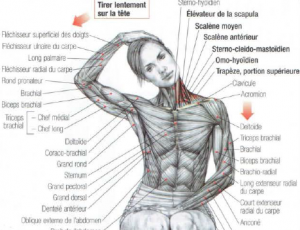 stretching trapezius neck