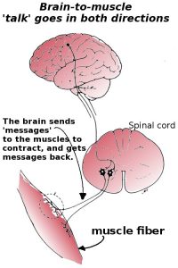 brain muscle connection 