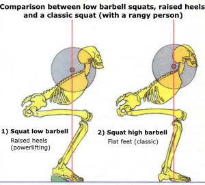 anatomy body squat morphology knee big belly