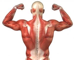 anatomy muscle