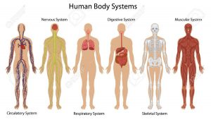 body anatomy 