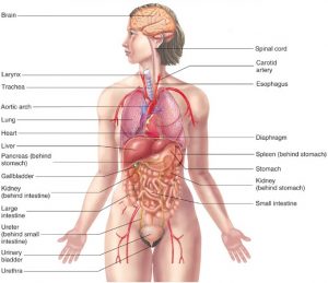 body anatomy workout organs