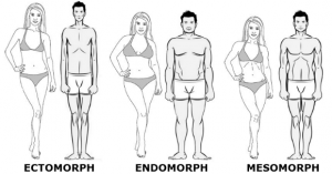 morphology endomorph ectomorph mesomorph