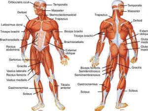 body anatomy workout muscle 