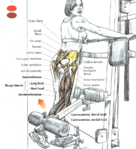 standing leg curl