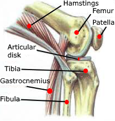 hamstrings femur patella articular disk tibia gastrocnemius fibula anatomy knee