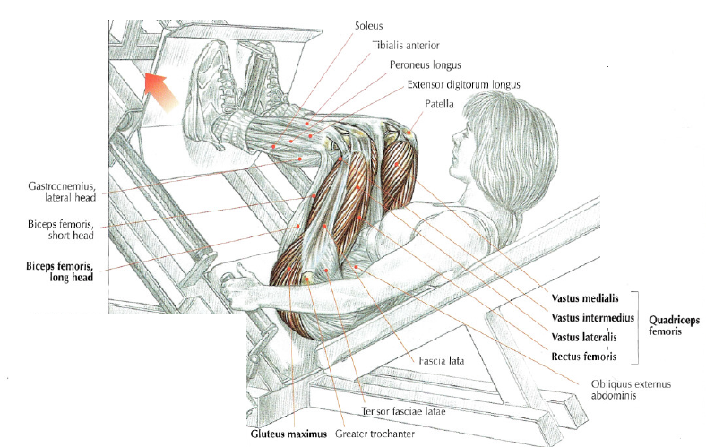 seated leg press diagram