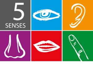 5 sens human eyesight hearing smell taste touch