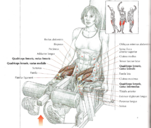 leg extension anatomy