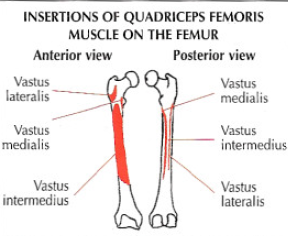 leg extension quadriceps femoris femur muscle anatomy