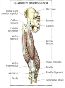 leg extension quadriceps femoris muscle anatomy