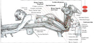 lying leg curls anatomy