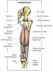 hamstings anatomy lying leg curls 