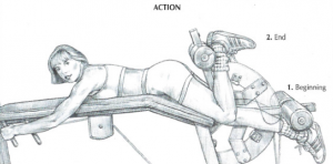 lying leg curls anatomy