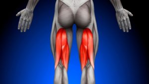 hamstring muscle anatomy tear 