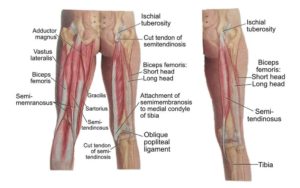 hamstring muscle anatomy tear 