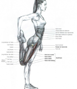 quadriceps stretching