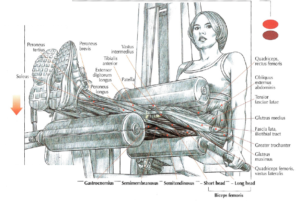 seated leg curls