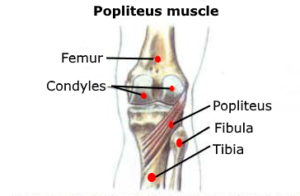 anatomy popliteus muscle