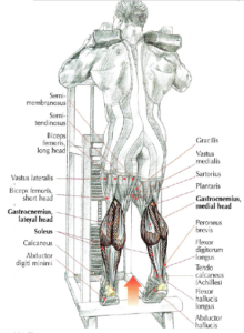 standing calf raise machine