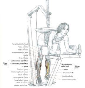 donkey calf raises