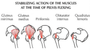 good morning leg exercise pelvis stabilization 