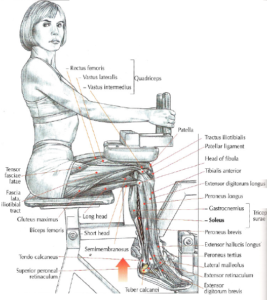 seated calf raises