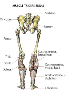 muscle triceps surae