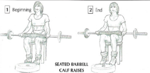 seated barbell calf raises