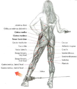 Cable Hip Abductions anatomy