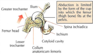 Abductions anatomy