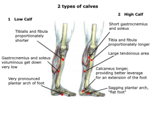 high calf low anatomy