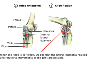 knee anatomy extension flexion