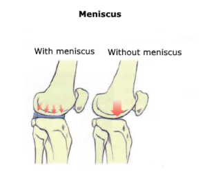 knee anatomy meniscus