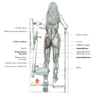 machine hip extensions