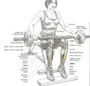 seated barbell calf raises