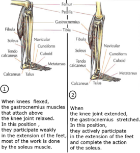 triceps soleus muscles