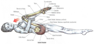 stretching gluteus maximus hamstrings