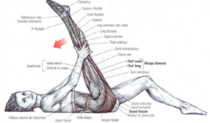 stretching gluteus maximus hamstrings