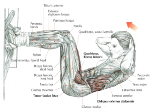 gym ladder sit ups