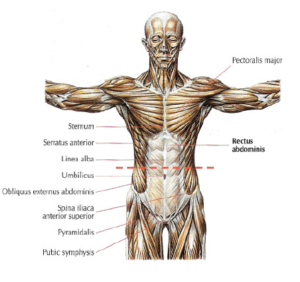 rectus abdominis