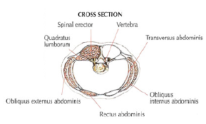 abs muscles anatomy