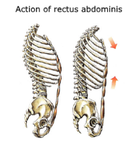 rectus abdominis