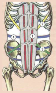 action abdomen muscle system viscera compression 