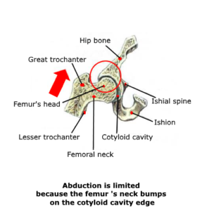 hip mobility abduction