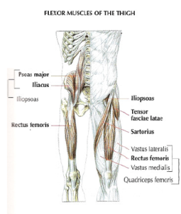 flexor muscle thigh