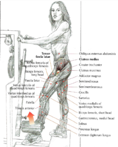 standing machine hip abduction gluteus medius